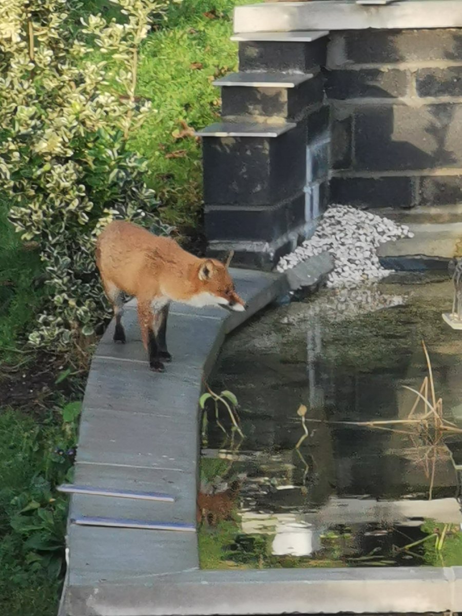 derekm444's tweet image. I had a visitor to my New pond! The #birdtable, beyond reach, is tempting. I'm looking forward to seeing my friend again. #fox #nature #photography #pond #gardening #photograph #wildlifephotography
