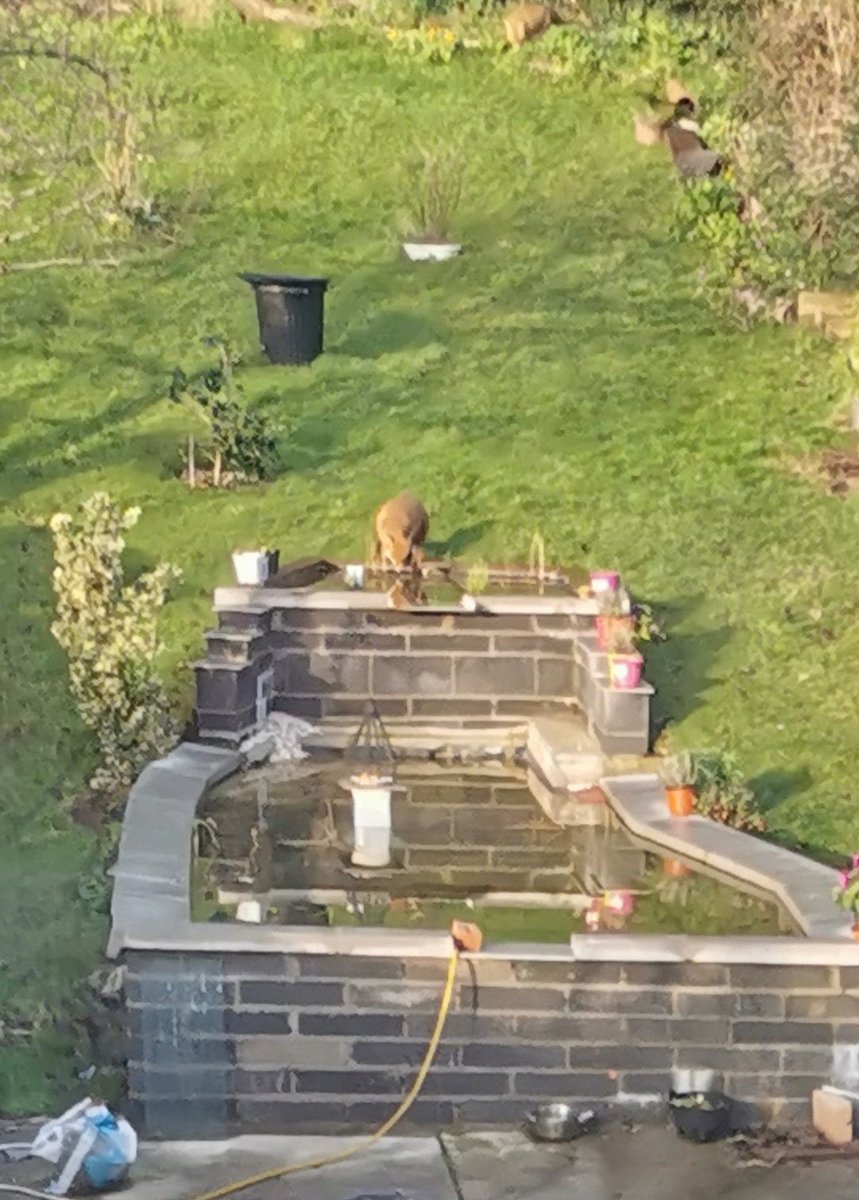 derekm444's tweet image. I had a visitor to my New pond! The #birdtable, beyond reach, is tempting. I'm looking forward to seeing my friend again. #fox #nature #photography #pond #gardening #photograph #wildlifephotography