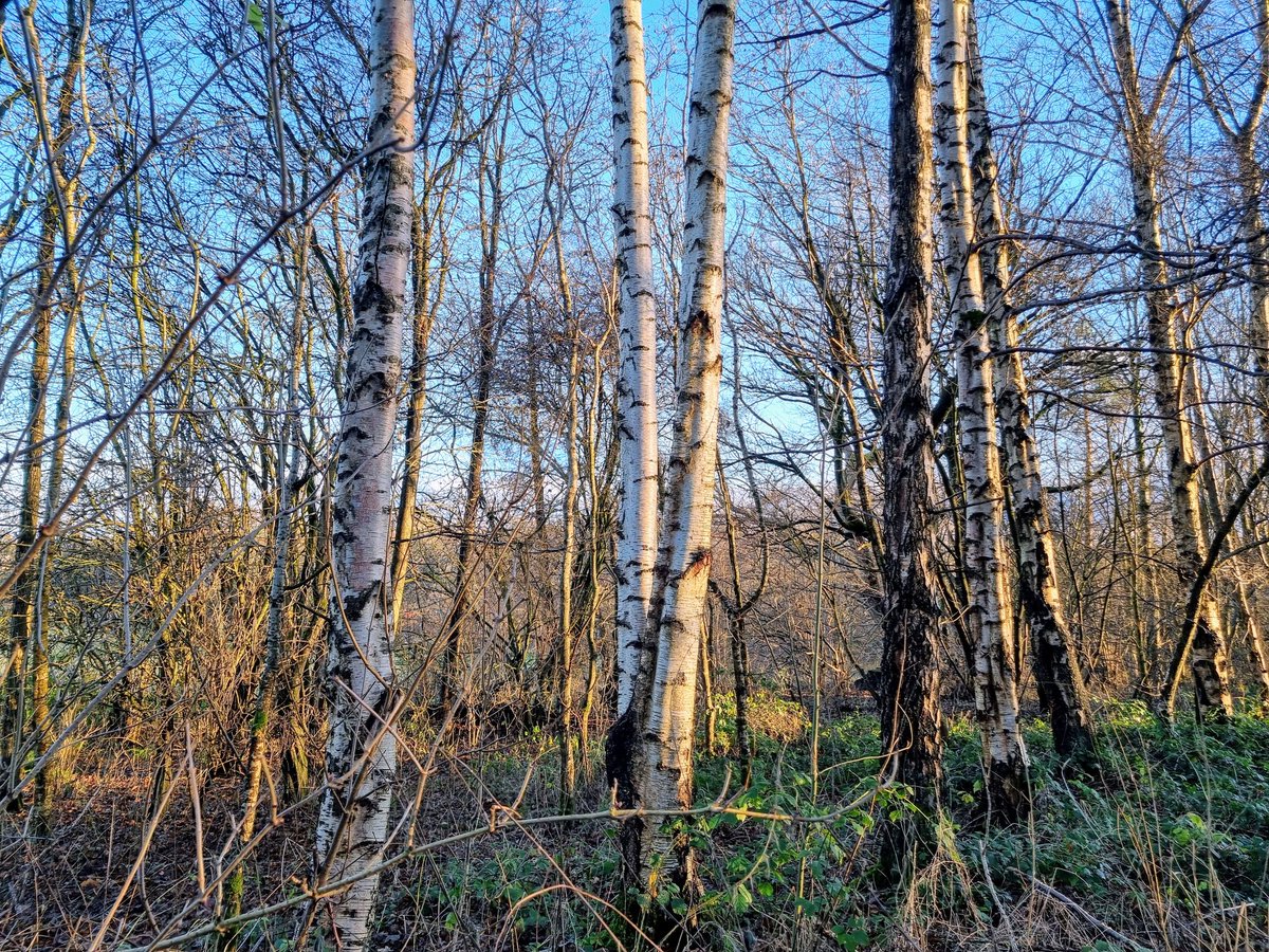 Shimmering silver birch #StandUpForTrees #greenspace #Silver #FridayMotivation #Weather #naturelovers