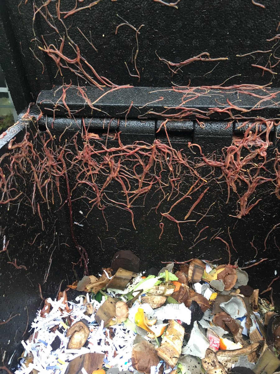 DeborahKellond's tweet photo. @HOTBINcompost although it’s cold at the moment, I’ve got a surplus of worms at the top and even coming out of the sides of the bin. What’s the reason and should I take out some compost? https://t.co/UZg8NNDkrB