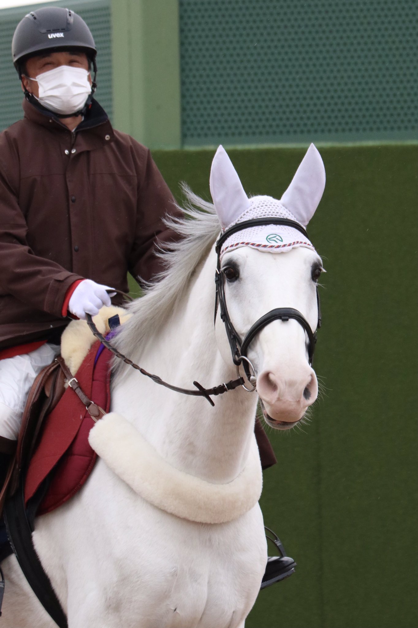 Keisui Furusaka 古坂桂瑞 Rt Hitocomi ウィニー こんなにかわいいけどいたずらっ子なんだって 中山競馬場 誘導馬 T Co Mmz0ofr26n Twitter