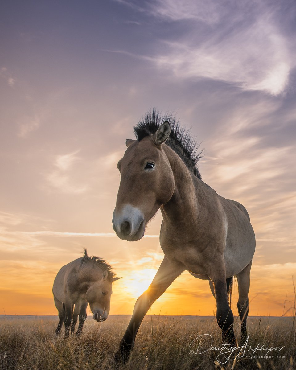 d_arkhipov's tweet photo. They are absolutely wild and free in the endless steppe of the Orenburg region

Wild Przewalski's horses. https://t.co/OVqfImI63R