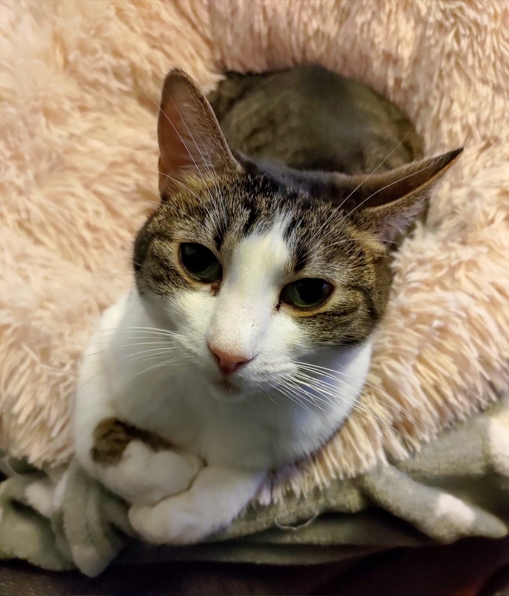 CrafKitty's tweet photo. Mom, we need to have a serious conversation about you spending so much time with this thing called "work" #homeoffice #workingwithpets #CatsOnTwitter https://t.co/Y6bLAyiJGO