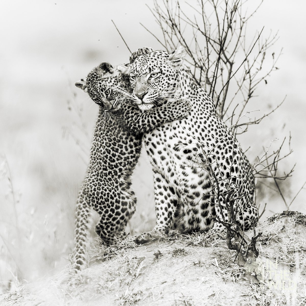 In The Wild tweet media