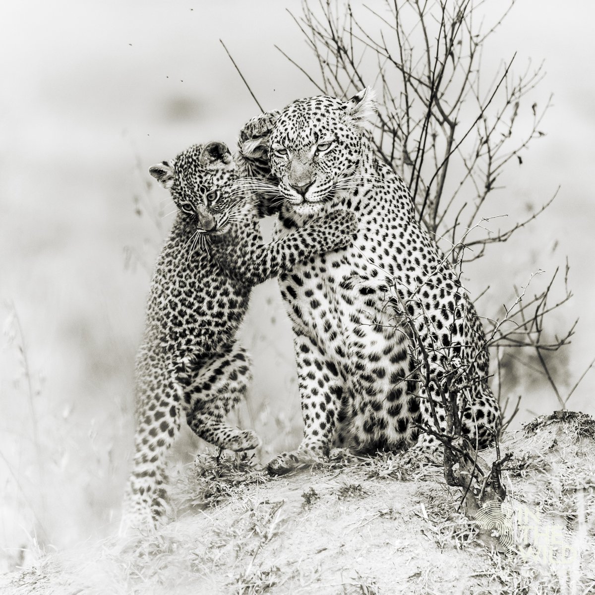 In The Wild tweet media