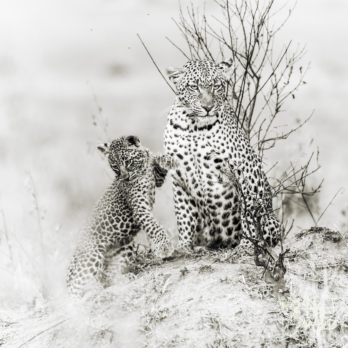 In The Wild tweet media