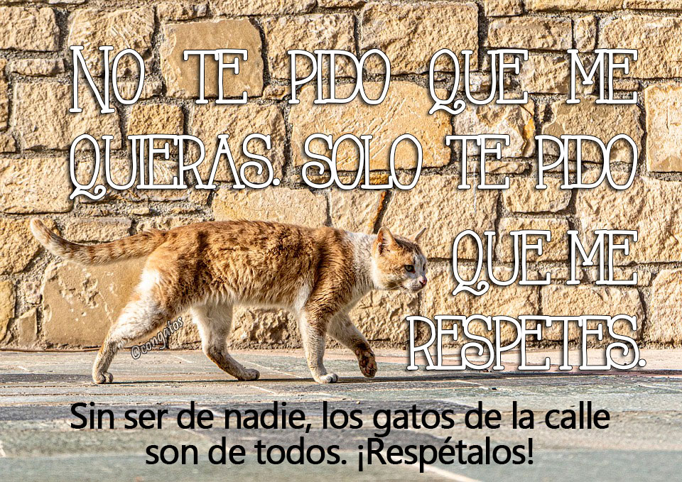Los gatos que viven en la calle, sin ser de nadie, en realidad son un poco de todos. Si no quieres, no les quieras 💔 pero al menos ¡respétalos!

#Gatos #CER #GatoCallejero #ColoniasFelinas #LaVidaConGatosEsMejor #AyudaAAyudar #Miau #Ronroneos 🐈‍⬛🐈