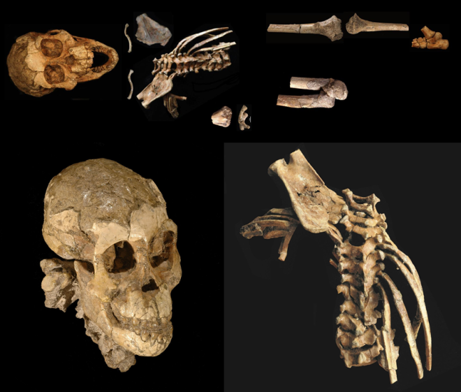 robertosaezm's tweet image. #FossilFriday Dikika, the 3.3 million-yr Australopithecine girl wp.me/p4Bi9E-1n2 #NutcrackerMan