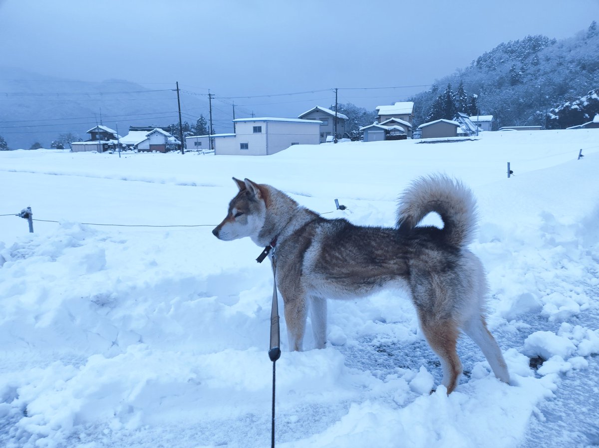mapy95292644's tweet photo. 四国犬マヨには嬉しい雪ですが、、人間にはもういい加減やめて欲しい雪ですね。 https://t.co/gB2Ht4RwRD