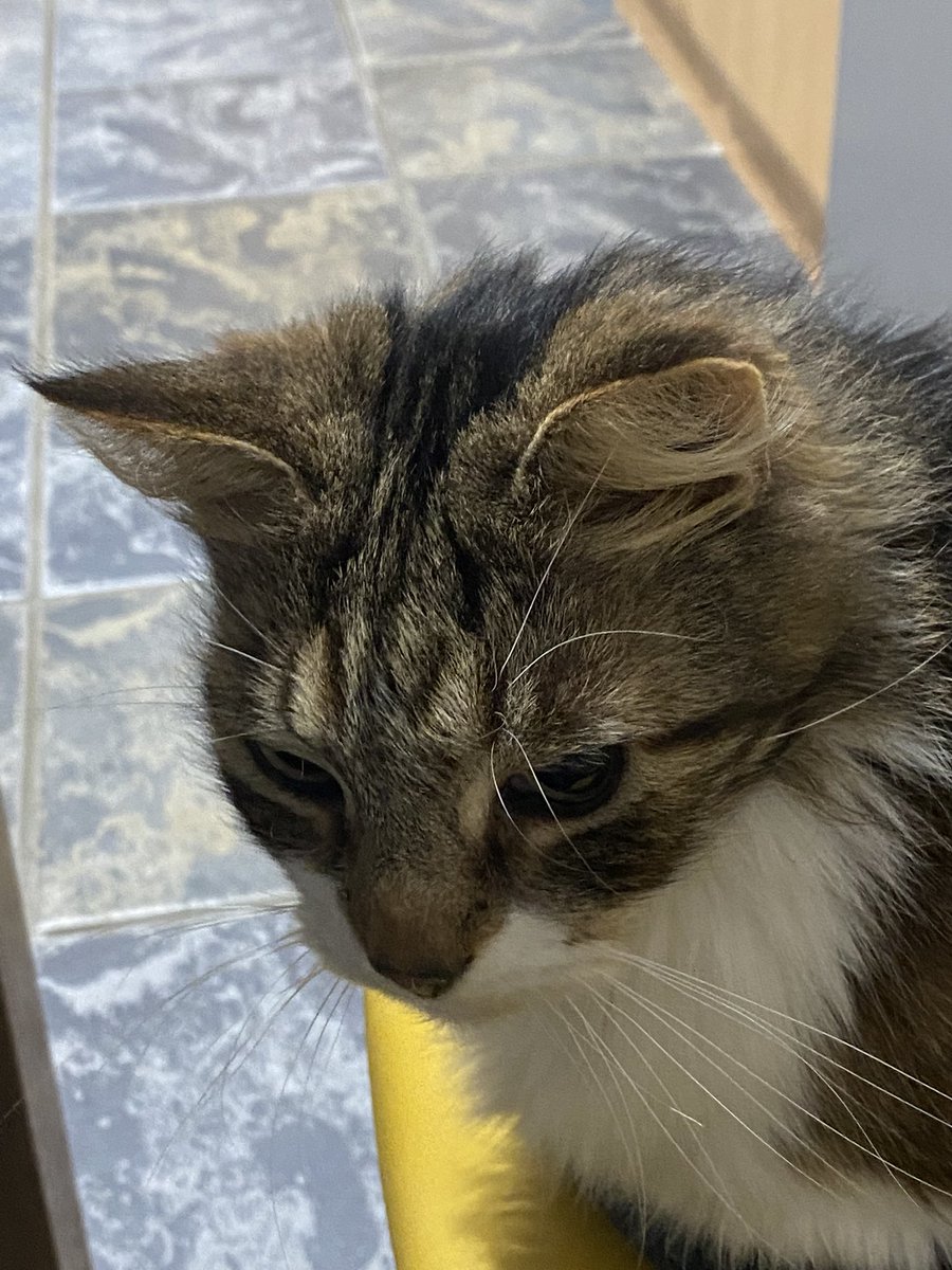Shazbhatt's tweet photo. 🎶"Return of the cat!🎶 Miaowing (sounds just like a crying baby) outside the front door (she’s normally a back garden visitor). She’s now happily sat on the chair next to me. #NeighboursCat #TygerCat https://t.co/SCumZBpoOT