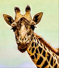HapyyNFT's tweet photo. Good giraffe draw(not my drawing)
#NFTCommunity #PortfolioDay #NFTs #NFT https://t.co/x0idcW6IQF