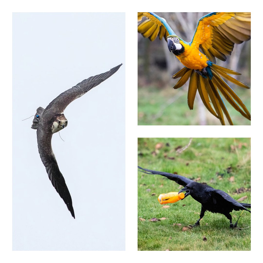 WillowsBop's tweet photo. It's almost the weekend and we're flying into Friday! (Well except Baldrick, who would rather run). Happy Weekend folks!  #naturetrail #friday #weekend #fun #birdsofprey https://t.co/Eab2v3ETt4