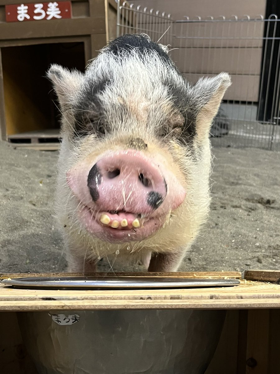 公式 Tca東京eco動物海洋専門学校 美味しいってしあわせ お食事中のまろ美ちゃん 満面の笑みをご覧下さい Tca Eco 動物 ミニブタ 笑顔 T Co Caerkbl3zb Twitter