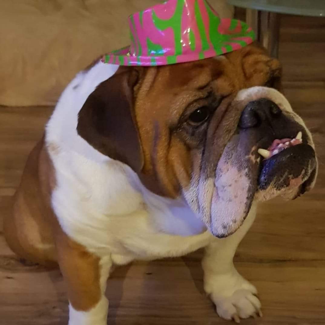 "Go, <a href="/HolgerRules/">Holger_rules</a>
It's your birthday
We gon' party like it's your birthday..."🎵🎶🎶🎶
8 years now...😍...love you to the moon and back🥰
#birthday #Englishbulldog #purelove #forEver #furbaby