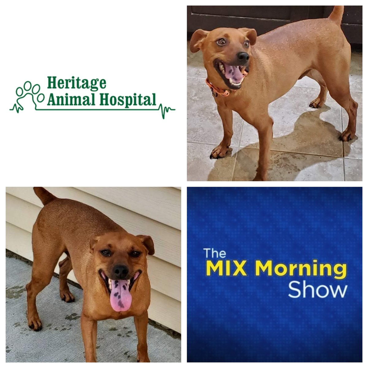 This is Parker! He’s at Ollie’s canine campus! He is so sweet! He loves to go on runs and loves other dogs too! He is a min pin mix! Call (812) 814-4553 and set up an appointment!  Mention Mix &amp; get $10 off the adoption fee!  Thanks to Heritage Animal Hospital!