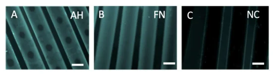 Membranes_MDPI's tweet photo. 📚New Publication in #Membranes
📌"Towards Biohybrid Lung Development—#Fibronectin-#Coating Bestows #Hemocompatibility of Gas Exchange Hollow Fiber Membranes by Improving Flow-Resistant #Endothelialization"
#biohybrid lung
#endothelialization
👉Read via https://t.co/2iMyq1WOLx https://t.co/kRK3Iv1iRh