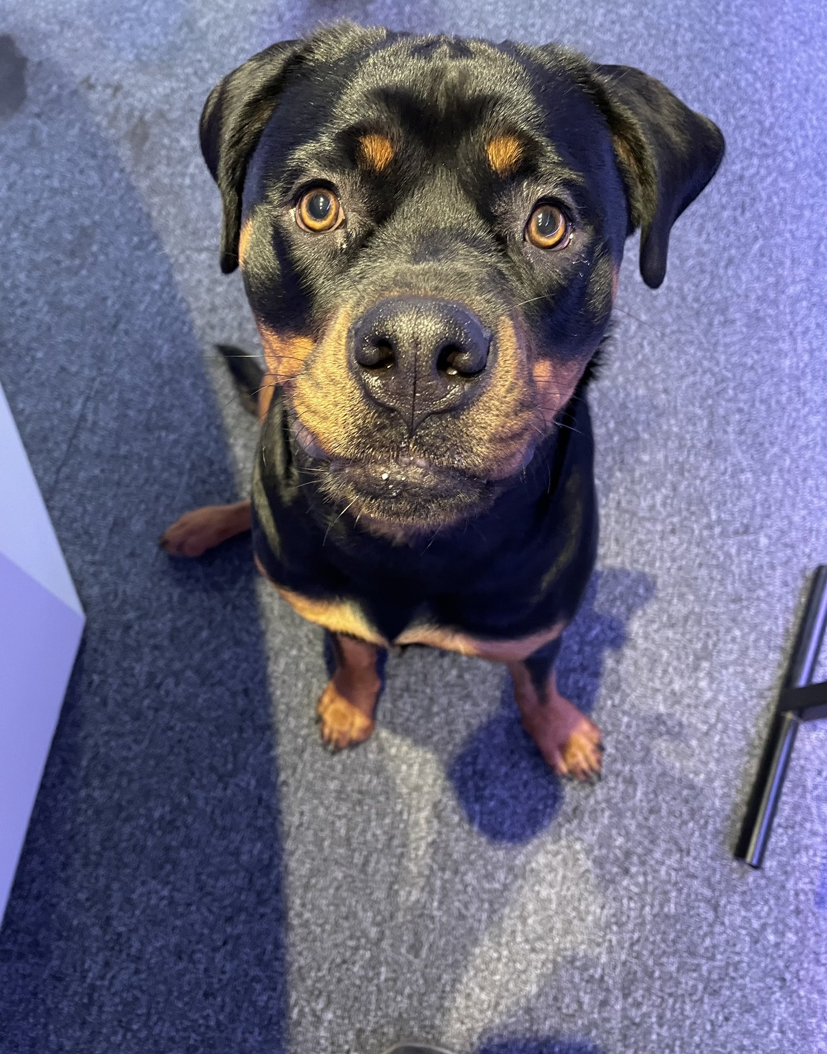 Blue Eyed Rottweiler Mix