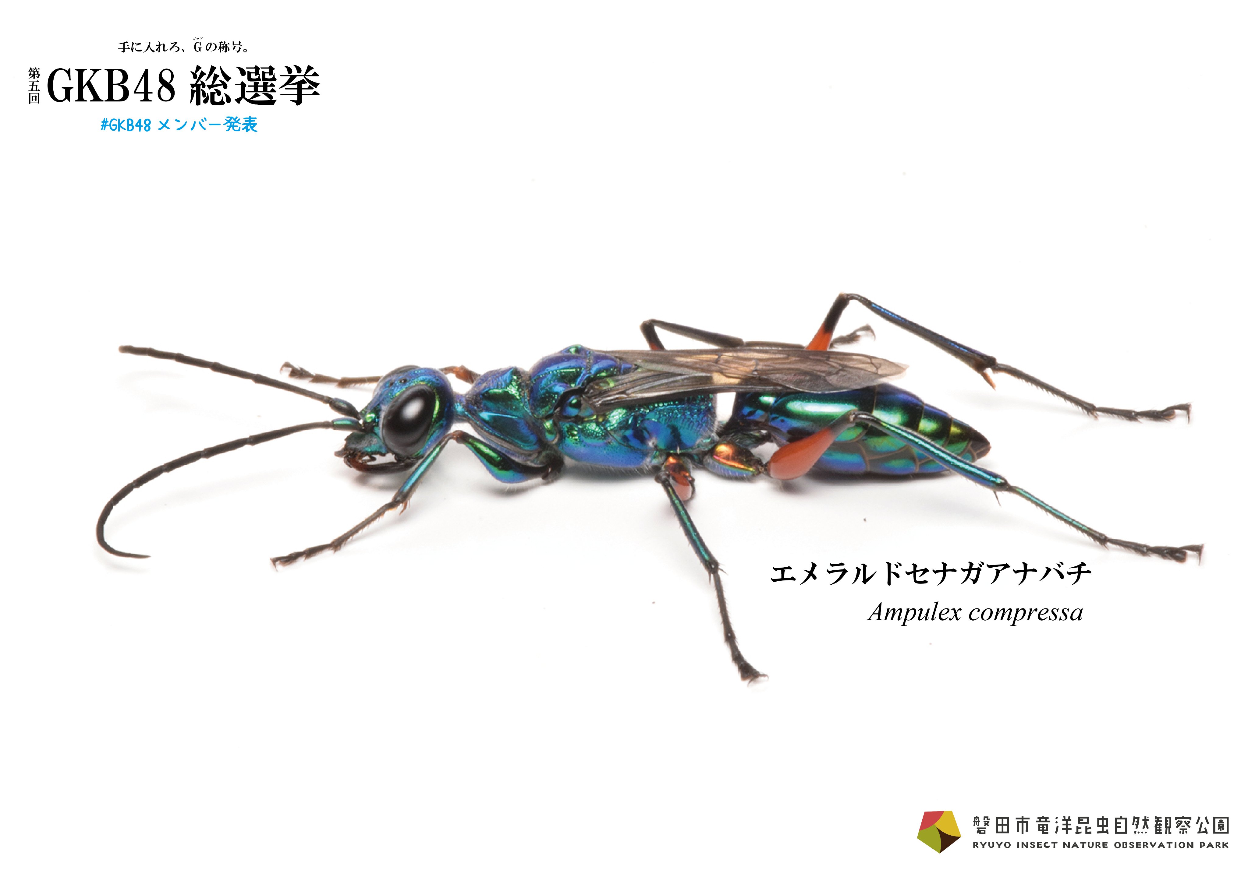 竜洋昆虫自然観察公園【公式】 on X: 