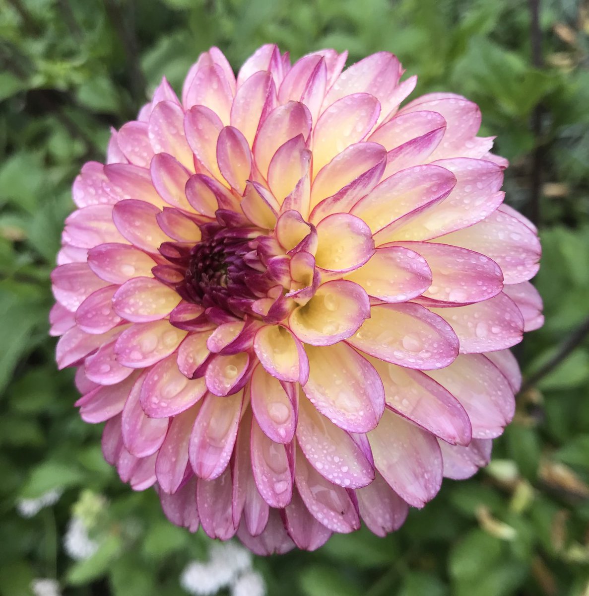 #flowersonFriday. A favourite summer flower. Can’t wait to see them again.