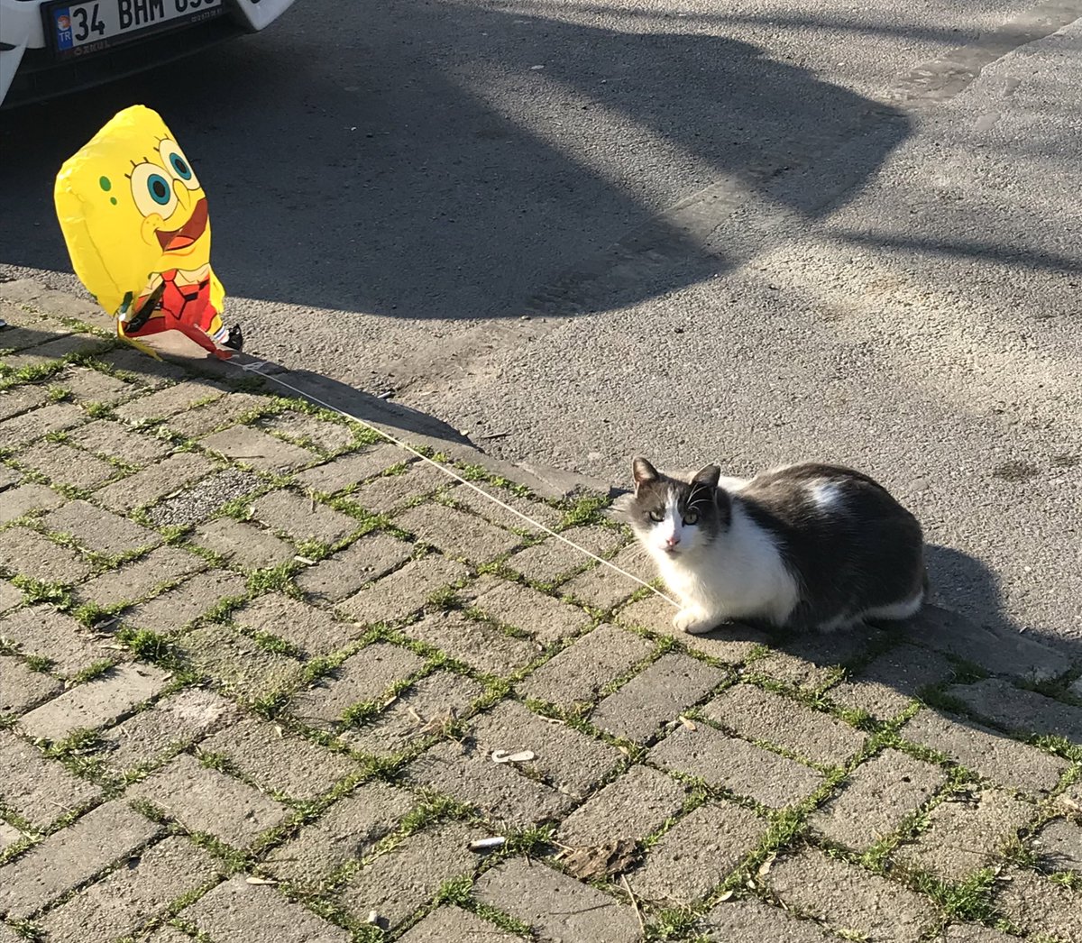 az önce uçan balonu olan kedi gördüm