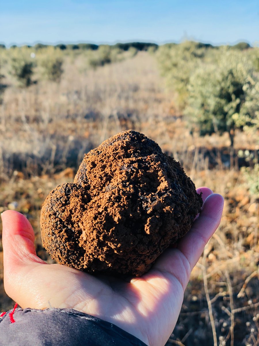 IDForest's tweet photo. 🌳🍄🐶 La campaña de trufa está llegando a su ecuador.
En IDForest estamos muy contentos con los ensayos que tenemos en marcha en nuestras plantaciones. 📈 https://t.co/ipufoP4Cgj