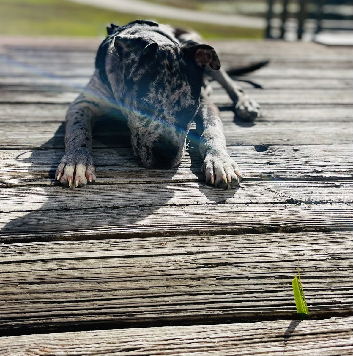 CoreyBarfield1's tweet photo. @dog_rates https://t.co/97D4F2x5YB