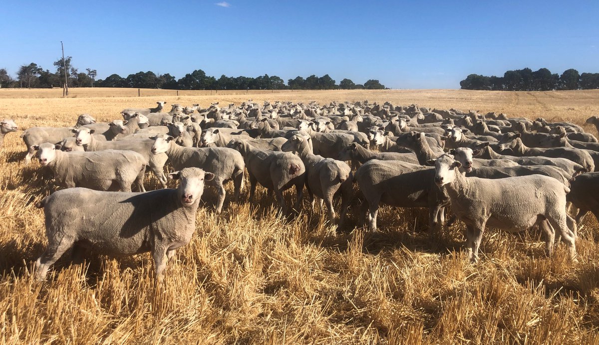 andersonpolls's tweet photo. As much as I love my Poll Dorsets, the stud is for sale to simplify operations. Unregistered but full pedigree recording, birth weights, WEC and ASBVs since 2008. 180 ewes plus weaners. #AndersonRams DM or info@andersonrams.com.au for enquiries. https://t.co/b6CGoSaZ65