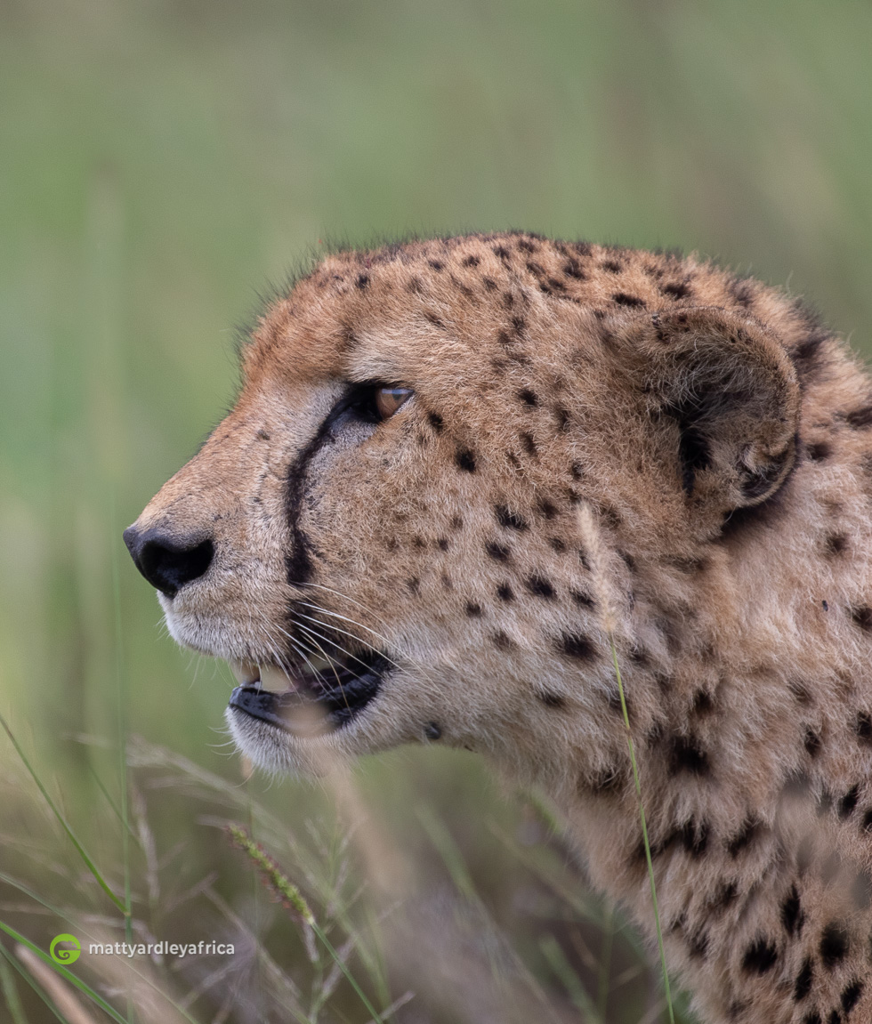 A cheetah scans the plains for any competition and prey that may be moving around the grasslands of Phinda Private Game Reserve.

Picture and text: <a href="/yardleyafrica/">Matt Yardley</a> 

#WildEyeSA #Safari #Wildlife #Cheetah #Travel #Africa #TravelAfrica #Phinda #SouthAfrica