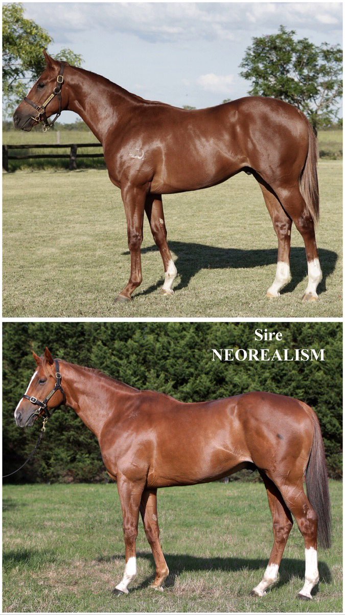 JTRacingRwik's tweet photo. Spot the difference! Lot 781 is a spitting image of his sire Neorealism &amp; was the only yearling by the Japanese superstar at @mmsnippets. 

We’re thrilled to be teaming up with @DGRTBS to take him home. Limited ownership opportunities available - get in touch for more info. https://t.co/VYRc8tAsz7