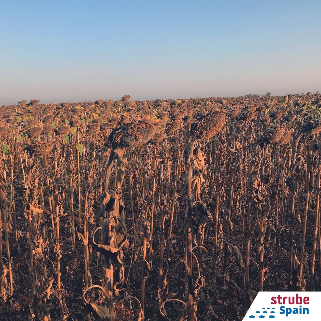 SpainStrube's tweet photo. Desde STRUBE, ofrecemos variedades potentes y estables con resistencia a las razas más actuales de jopo.
¿Qué variedad tienes pensado cultivar este año? 🌻👏

#Strube #girasol #semillasgirasol https://t.co/cvkWJ5iojZ