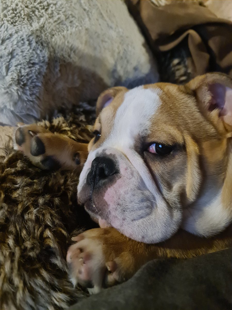 Just_Flinty's tweet photo. "Dad wake me up with that phone once more and I'm gunna shit in your shoes"
Del Boy 2022
#Englishbulldog #BreedStandard https://t.co/t5pTaTFb6C
