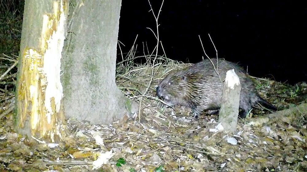 El #castor europeo 🦫 regresa a las aguas del #Duero soriano.

El fotógrafo 📷 Valentín Guisande localiza un ejemplar joven del roedor en la ribera del río Duero, sin presencia en aguas sorianas desde 1850.
eldiasoria.es/Noticia/Z4D9C6…