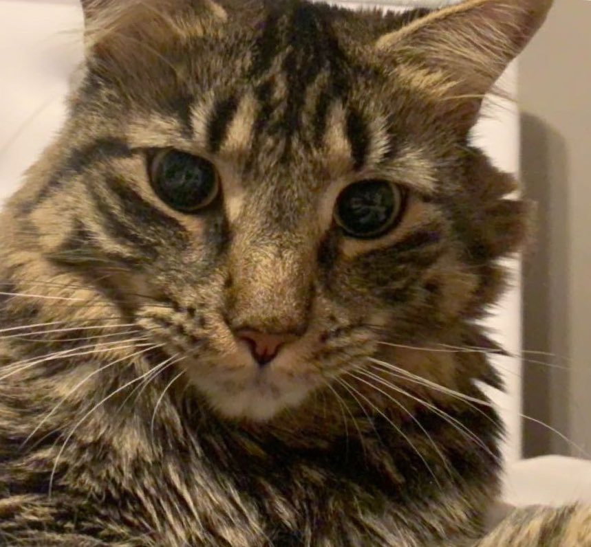 bigcatmma's tweet image. 