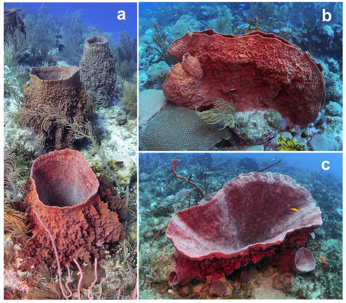 DiversityMDPI's tweet photo. #DiversityMDPI, New publication"Unusual #Morphotypes of the Giant Barrel #Sponge off the Coast of #Barbados " at the link: https://t.co/kgMwgH5GkB https://t.co/jyggqoDObp