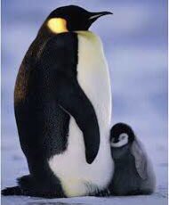 Every child needs at least one adult who delights in them, whose eyes light up when the child enters the room, who watches intently as the child learns, grows and develops, and whose heart is full to the brim of hope and possibility. ❤️