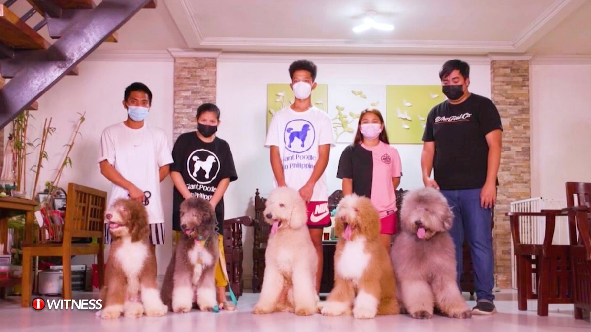 IWitnessGMA's tweet photo. DOKTOR SA CAVITE, WALONG GIANT POODLES ANG INAALAGAAN!
Kung nahilig sa halaman, baking at biking ang iba sa panahon ng pandemya, nawili naman sa pag-aalaga ng giant poodles si Dr. Rendz Castillo.
#IWitness #MaluPET https://t.co/WvAcWPPVEr