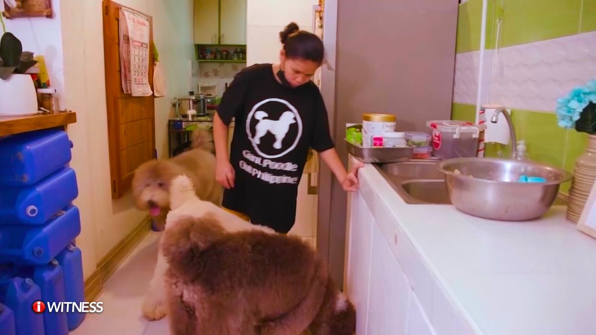 IWitnessGMA's tweet photo. DOKTOR SA CAVITE, WALONG GIANT POODLES ANG INAALAGAAN!
Kung nahilig sa halaman, baking at biking ang iba sa panahon ng pandemya, nawili naman sa pag-aalaga ng giant poodles si Dr. Rendz Castillo.
#IWitness #MaluPET https://t.co/WvAcWPPVEr