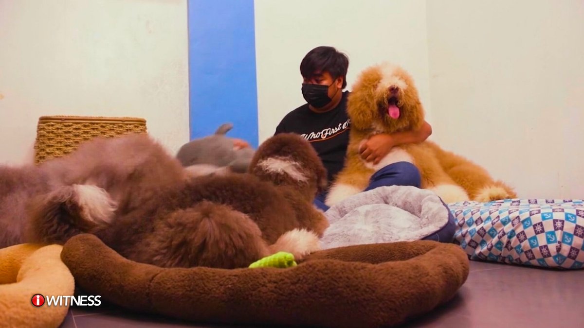 IWitnessGMA's tweet photo. DOKTOR SA CAVITE, WALONG GIANT POODLES ANG INAALAGAAN!
Kung nahilig sa halaman, baking at biking ang iba sa panahon ng pandemya, nawili naman sa pag-aalaga ng giant poodles si Dr. Rendz Castillo.
#IWitness #MaluPET https://t.co/WvAcWPPVEr