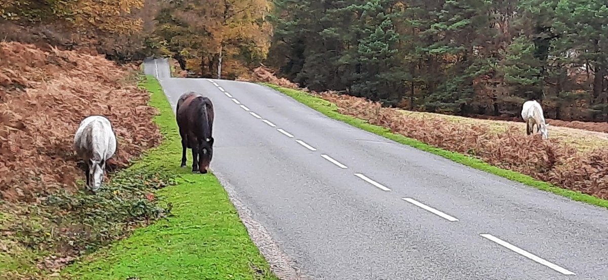 Hampshire Roads Policing Unit tweet media