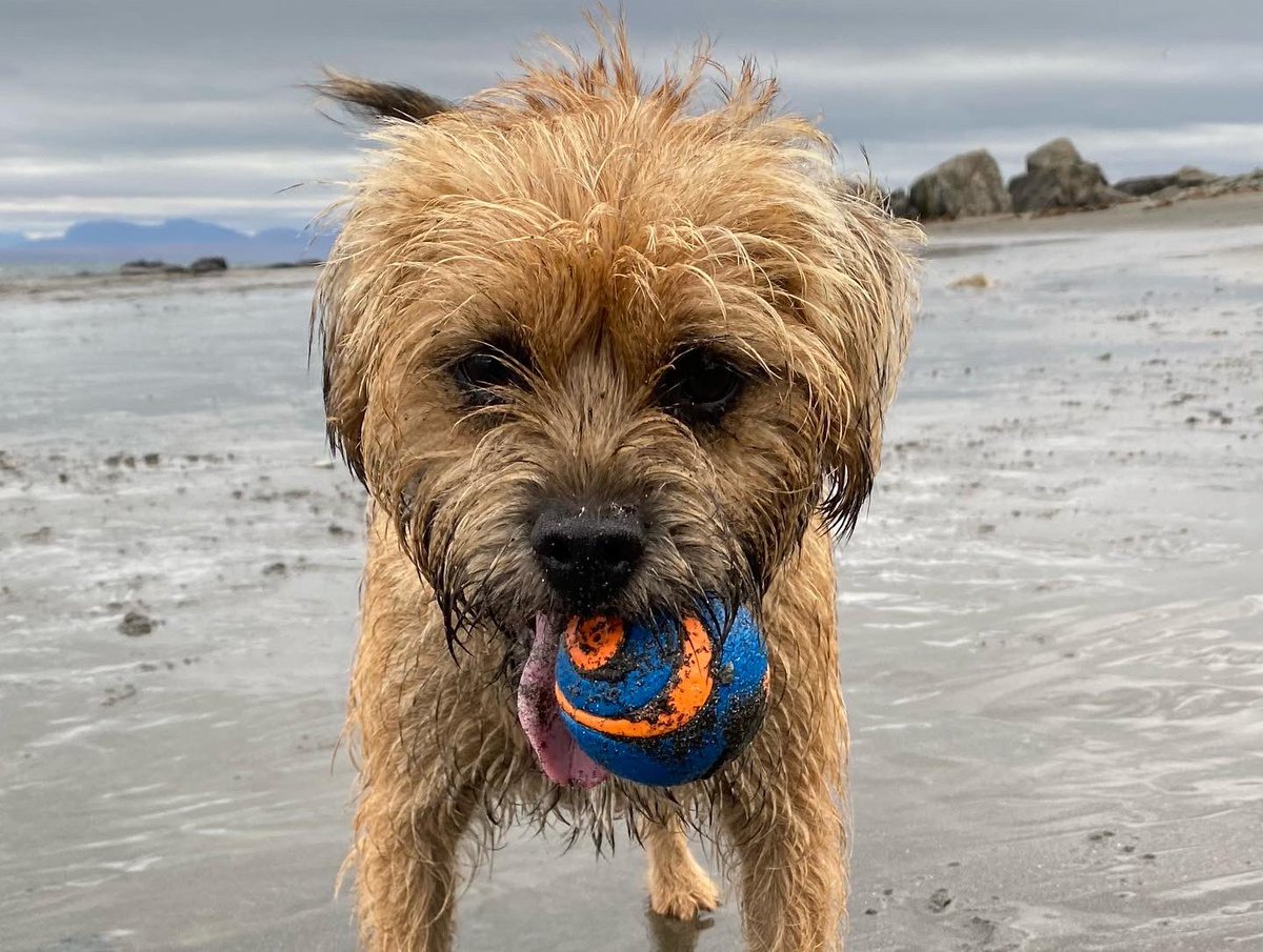 EMRoberts81's tweet photo. It’s Stevie’s birthday today. He’s 3. So, for his big day we gave him 3 new balls. Now he has around 3,000 🙄 Happy birthday, Steven…what would we do without you?! https://t.co/SxpjSmYpkn