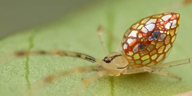 NewDailyStory's tweet photo. I know, I know... I don't want to get into the whole story... It's broken, but I carry it around everywhere I go. It's always behind me. It's just mine. Now where are some yummy aphids on this leaf? They must be around here somewhere! https://t.co/63EOVxK8Sx https://t.co/32gsOXs0zy