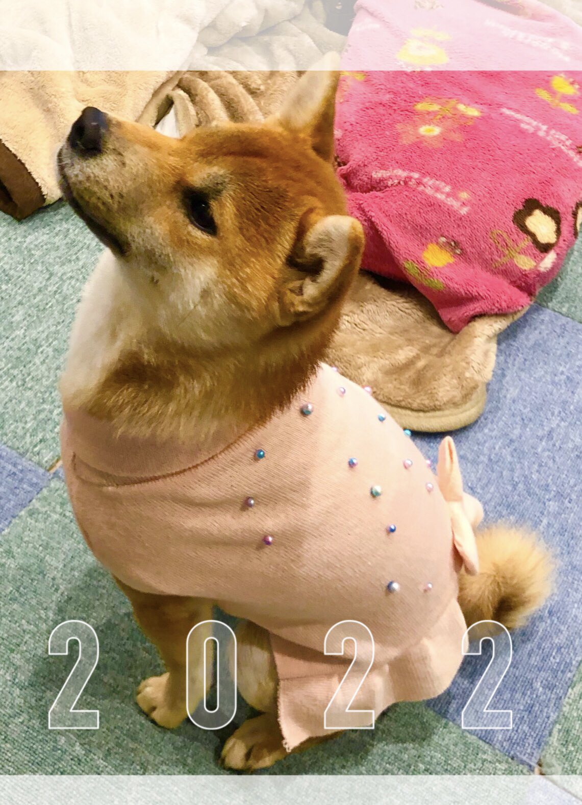 ギルディ Twitter Search Twitter
