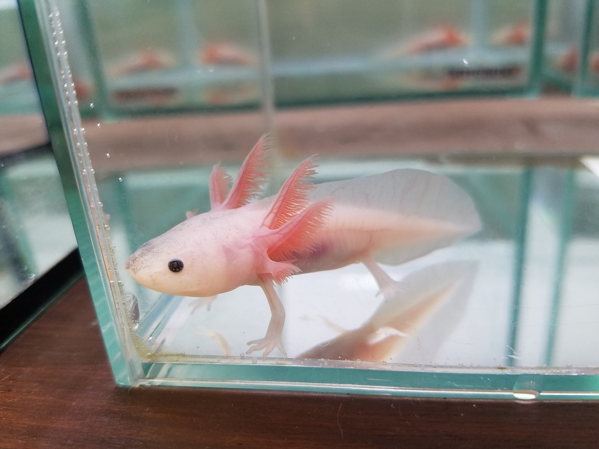 リミックス 春日井店 熱帯魚 外鰓ふさふさのかわいいウーパールーパーがたくさん入荷しました 匹ほど在庫がいるのでお好みの個体を選んで下さい T Co Gixuguhfxo Twitter