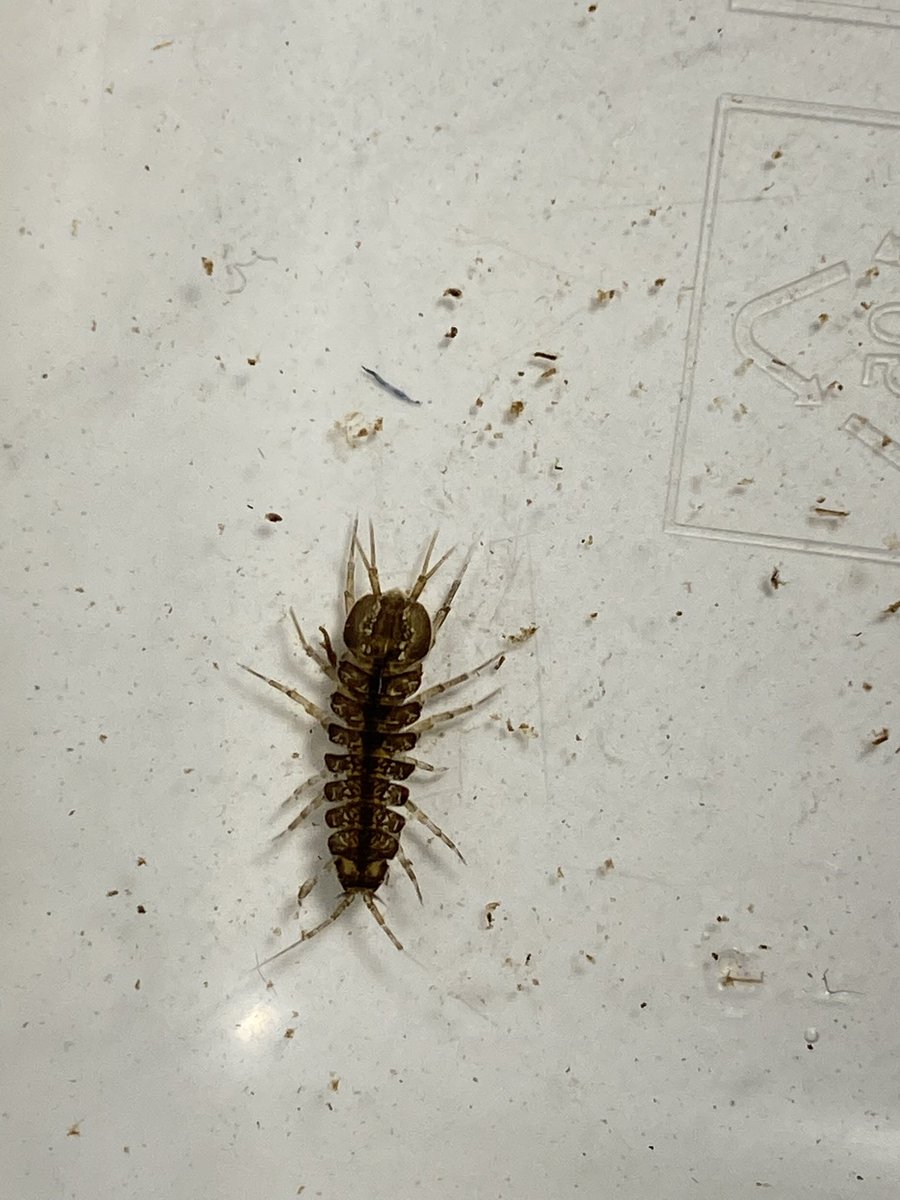 katjajrasanen's tweet photo. 2 - PI got to do some routine maintenance of our #isopods - #JoyOfSmallThings https://t.co/nKEwN4uiVT