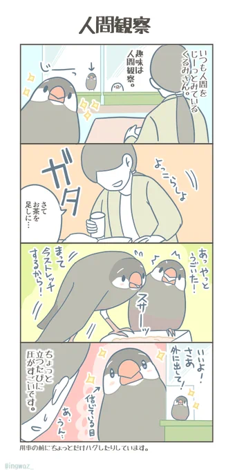 文鳥さんの人間観察。

#Buncho #javasparrow #文鳥 