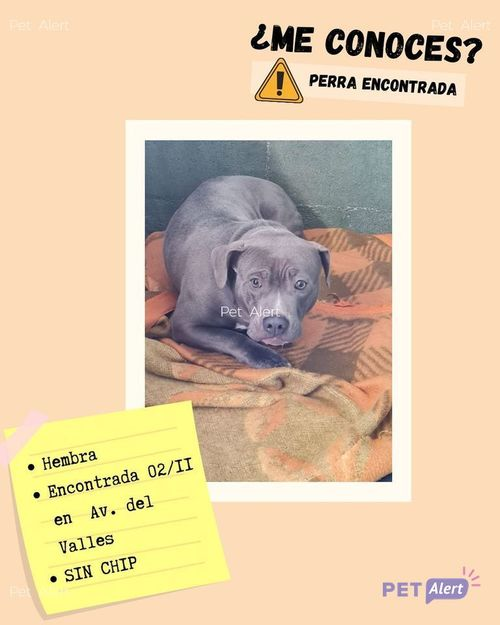 #PetAlertCatalunya #FemXarxa #XarxaBarcelonaTrobats <a href="/pont_roma/">Perduts trobats🐕🐈Catalunya</a>
TROBADA a TERRASSA (Bcn)
02/11/21
Zona: Av. del Vallès.
Femella, sense xip. Es busca la seva família, és al CAAD. No està en adopció! Preguem difondre perquè torni a casa.
Contacte: facebook.com/Protectora-dAn…