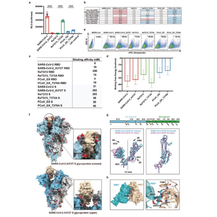 CzerwinsMarcin's tweet photo. The loss of N370 glycan during SARS-CoV-2 evolution allowed  the Spike protein to adopt more desirable open state, thereby facilitating more efficient binding to ACE2 and higher capacity for infection  https://t.co/nIJ5VJnZlA

#glycotime https://t.co/0ePT8PRMhZ