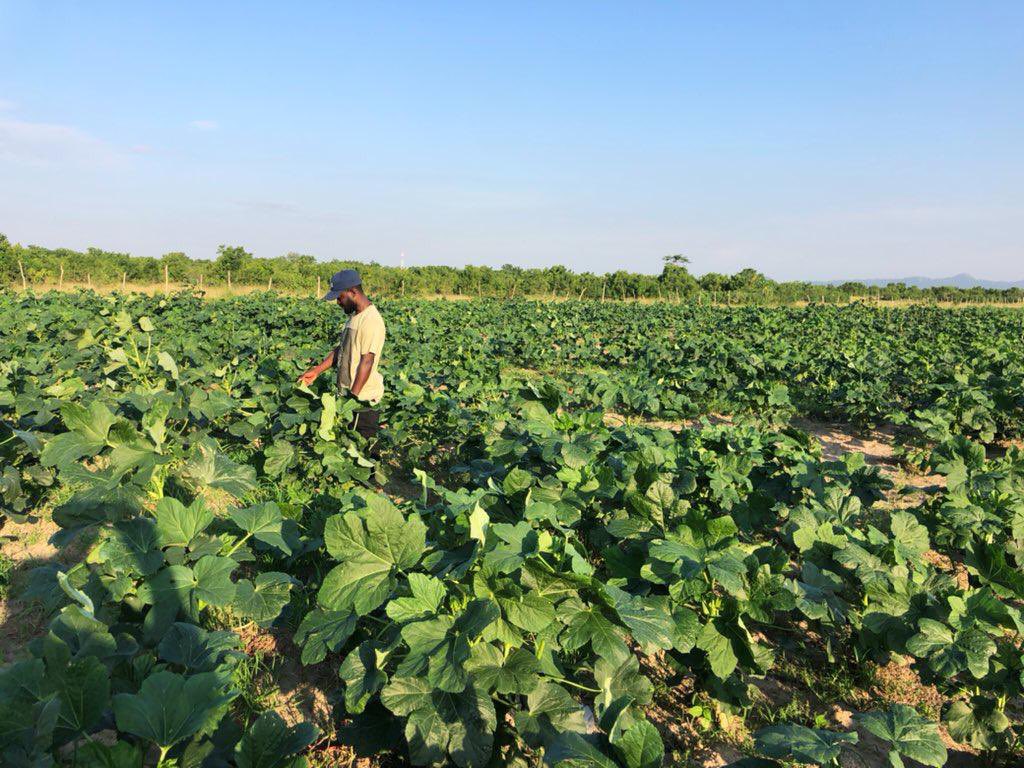 African Food Changemakers tweet media