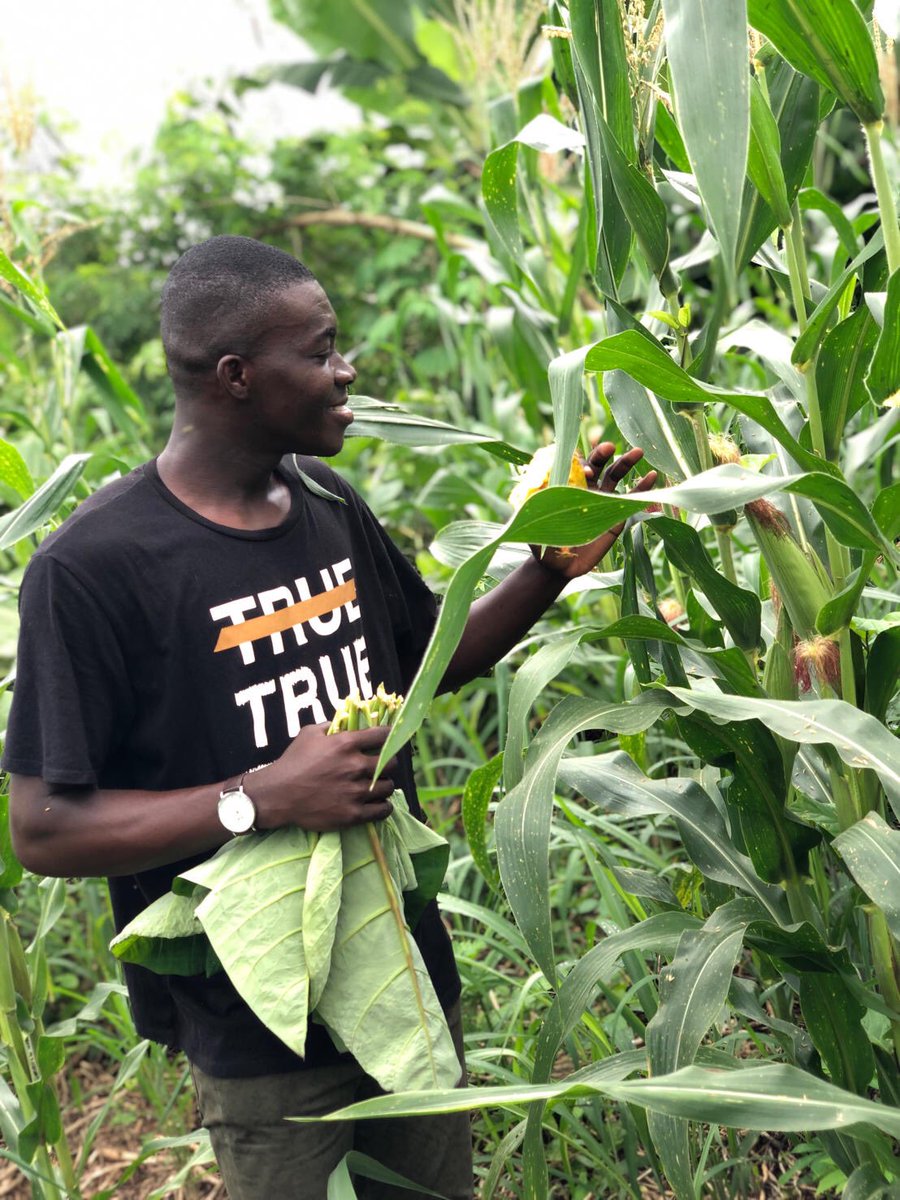 African Food Changemakers tweet media