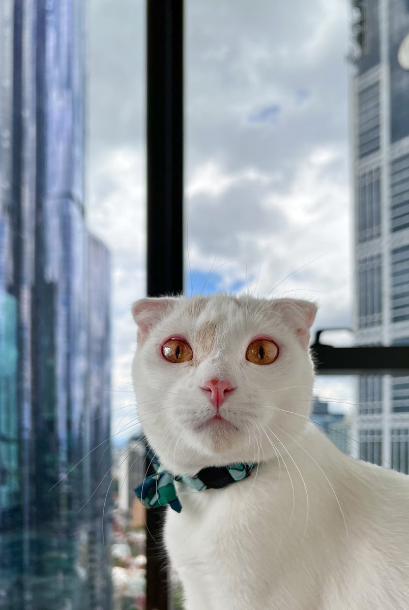 yuki__kitti's tweet photo. Mama took a photo of me in the city ๐ธ๐
#CatsOfTwitter #catmodels #scottishfold #cateyes https://t.co/LjeuAjUNGG